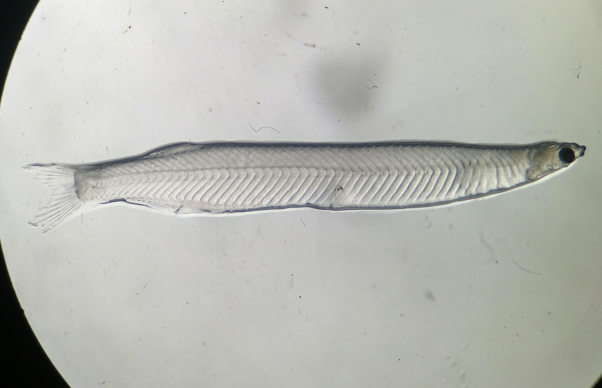 5 Things We Know About Juvenile Tarpon | Bonefish & Tarpon Trust