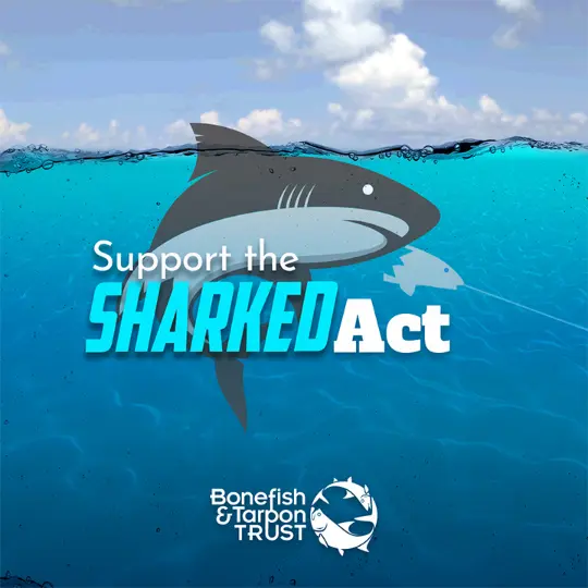 support the SharkedAct