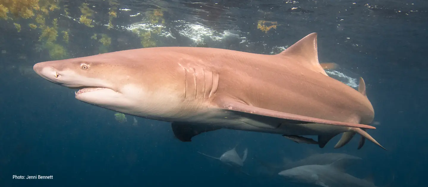 shark depredation