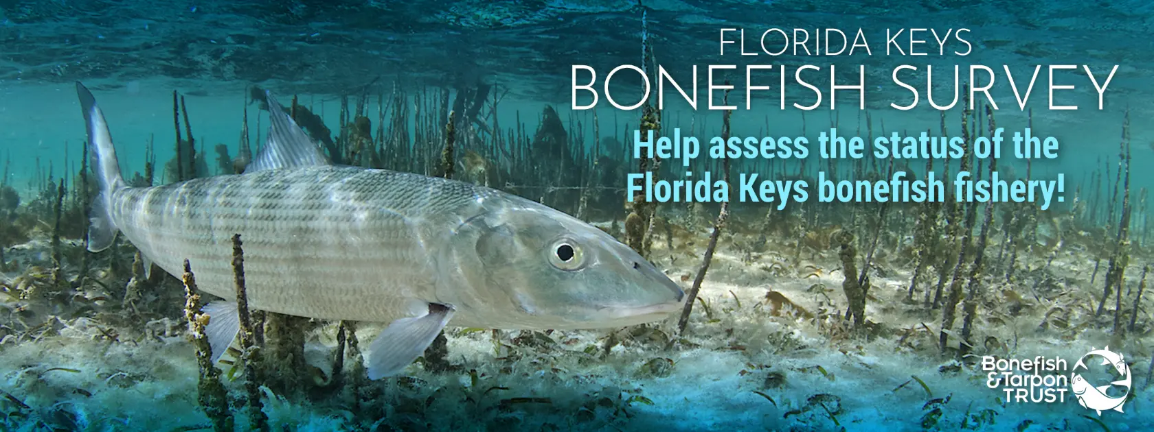 florida keys bonefish survey