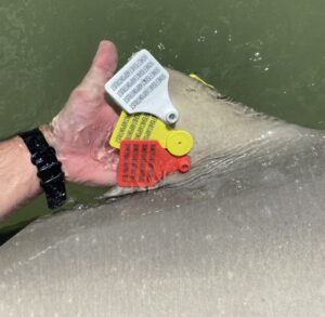 Tagged dorsal fin of a shark 