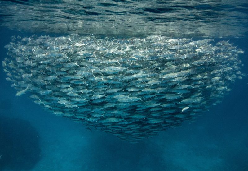 Bonefish gather in large schools called Pre-Spawning Aggregates (PSAs) before reproducing. Protecting PSA sites is critical to conservation of bonefish in The Bahamas. Photo: Robbie Roemer