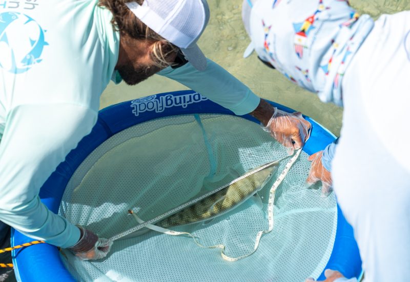BTT researchers measure a bonefish in the Florida Keys