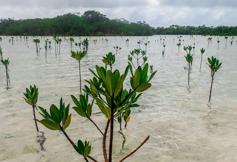 Mangrove Flats Bahamas Bonefish Tarpon Trust BTT PC Justin Lewis